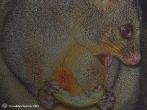 possum, mount gambier