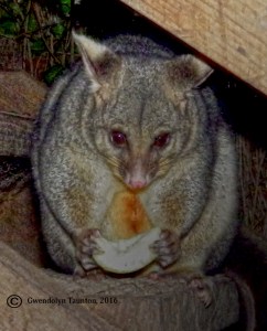 Portrait, Possum