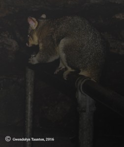 Cave Possum
