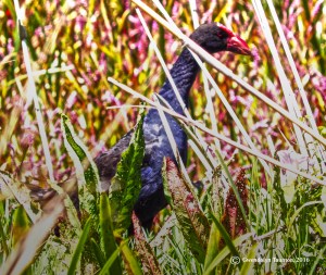 Australian Swamphen